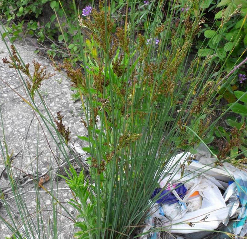 Juncus acutus